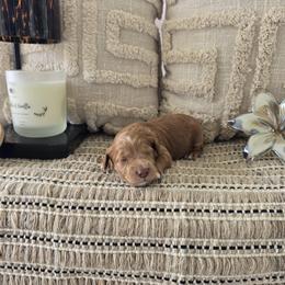 Honey - Red  female Goldendoodle puppy in Floyd, Virginia from Hearts and Paws Poodles and Doodles