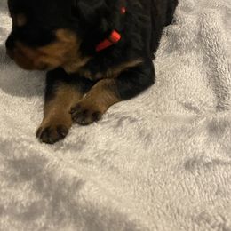 Rottweiler Puppies from Vom Allegiance Haus