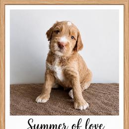Bobby McGee - Apricot male Goldendoodle puppy in Frostproof, Florida from Lover Dover Doodles