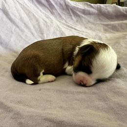 Havanese from Ameral Havanese
