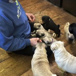 Pug Puppies from Crazy Pugs Haven