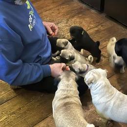 Pug Puppies from Crazy Pugs Haven