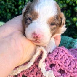 Mr. Zephyr - Red merle male Toy Australian Shepherd puppy in Dolan Springs, Arizona from High Desert Companions