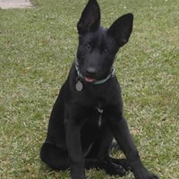 Rose - Belgian Malinois
