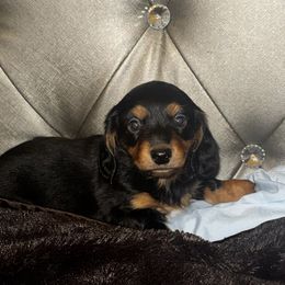 AKC Jersey - Black and tan male Dachshund puppy in Indiana from Dani’s Darling Doxies