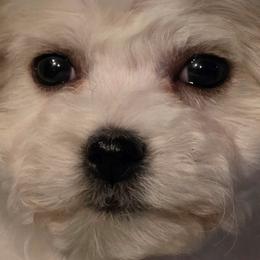 Lavender-purple female - White female Bichon Frise puppy in Apple River, Illinois from Barb's Bichons Bichonfrise.ws