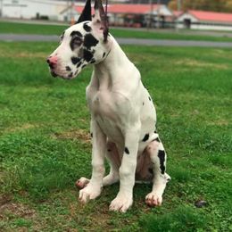 Great Dane Puppies from Runa Danes