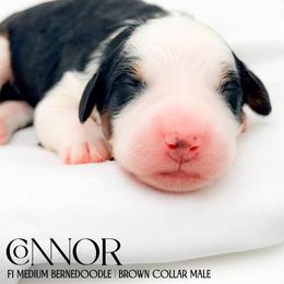 Connor - Tri-color male Bernedoodle puppy in Tipton, Indiana from Country Creek Doodles