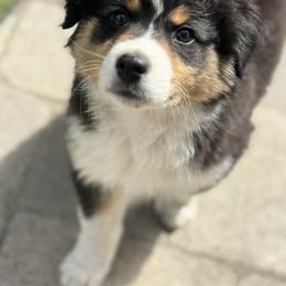 Mojito - Black tri-color male Australian Shepherd puppy in Kearney, Nebraska from Helix Aussies