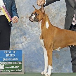 Boxers from Zaybar Kennel