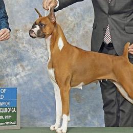 Boxers from Zaybar Kennel