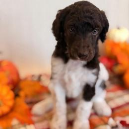 Pogo - Parti male Poodle puppy in Lavonia, Georgia from Peach Blossom Kennels