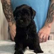 Boy 1 - Black Standard Schnauzer puppy in Thurmont, Maryland from Die Nassen Baerte