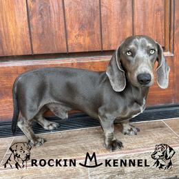 Moose - Dachshund