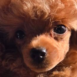 Buttons - Red  female Poodle puppy in Lucedale, Mississippi from Simply Poodle