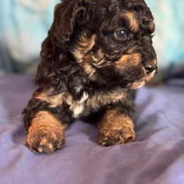 Theo - Tri-color male Bernedoodle puppy in Longmont, Colorado from Colorado Miniature Bernedoodle Puppies