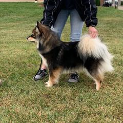 Finnish Lapphund All Grown Up from Forest Trail Finnish Lapphunds
