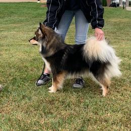 Finnish Lapphund All Grown Up from Forest Trail Finnish Lapphunds