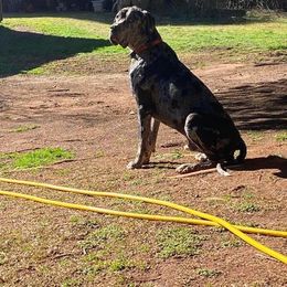 Great Dane All Grown Up from QC MOSS DANES