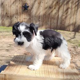 Athena - Parti female Miniature Schnauzer puppy in Diana, Texas from Happy Pawz Schnauzers