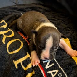 Nyx - Black male American Staffordshire Terrier puppy in Conley, Georgia from Cicero Kennels
