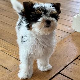 Half Pint Bonnie Lass - Black tan and white female Biewer Terrier puppy in South East, Ohio from Half Pint Biewer Terriers