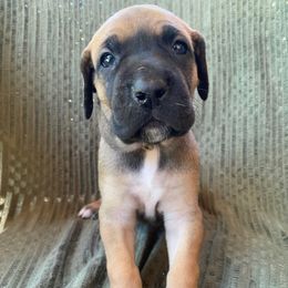 Esther ( Red collar ) - Fawn female Great Dane puppy in Spartanburg, South Carolina from Pawlmetto Danes