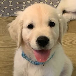 Female Pick 4 - Light golden female Golden Retriever puppy in Litchfield Park, Arizona from Phoenix Golden Retriever