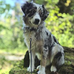 Australian Shepherds from Willamette Valley Aussies
