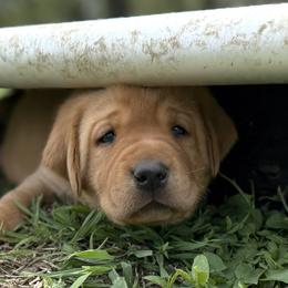Black - Yellow male Labrador Retriever puppy in Derby, Kansas from Wheatland Retrievers