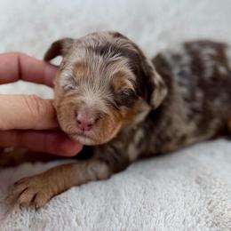White collar boy - Chocolate merle male Bernedoodle puppy in Colorado Springs, Colorado from Mercy Mountain Bernedoodles