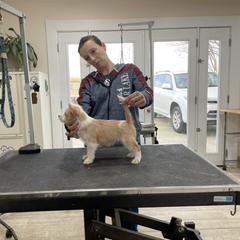 Manchester Terrier and Portuguese Podengo Pequeno Puppies from Tango Kennels