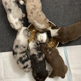 Miniature Australian Shepherd Puppies from Bar C Aussies