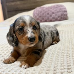 Dapple boy 1 - Dapple male Dachshund puppy in Defuniak Springs, Florida from Anastasia Knight's Cocker Spaniels