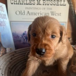 Black Pup - Boy - Dark golden male Golden Retriever puppy in Leadore, Idaho from Gunsight Goldens