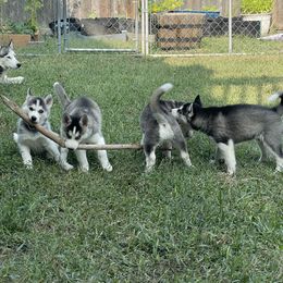 Siberian Husky Puppies from Husky Love and Pups