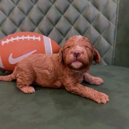 Barkley - Red male Cavapoo puppy in Central, Arizona from Desert Valley Doodles