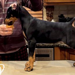 White collar boy - Doberman Pinscher puppy in Staten Island, New York from Holloway Dobermans
