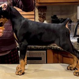 White collar boy - Doberman Pinscher puppy in Staten Island, New York from Holloway Dobermans