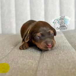 Yellow Collar - Red female Dachshund puppy in Cheyenne, Wyoming from Golden Badger Kennels