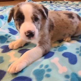 Border Collie Puppies from Sherry's Border Collies