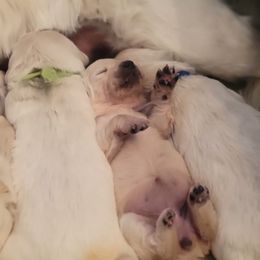 Golden Retrievers from Julie DeWitt