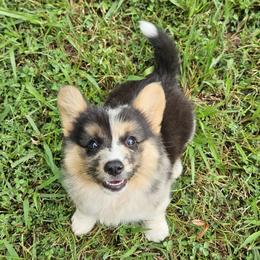 Fluffy Blue merle boy - Blue merle and white male American Corgi puppy in Tennessee from Voneida Collies & Corgis