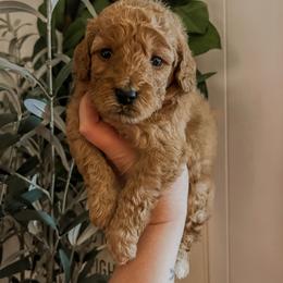 Gruene Hall (Lone Star State litter) - Red  male Goldendoodle puppy in Hopkins County, Texas from Boutique Doodles