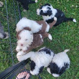 Pomeranian and Sheepadoodle Puppies from Fluffy Wonders Poms and Doodles