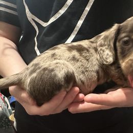 Dachshund Puppies from Garland Weens