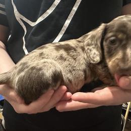 Dachshund Puppies from Garland Weens