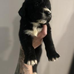 Puppy 2 - black and white tuxedo - female Golden Mountain Dog puppy in Montrose, Michigan from Spraggins Sweet Acres
