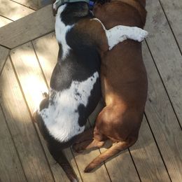 Basset Hound Puppies from Pleasant Bay Basset Hounds