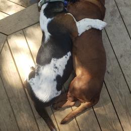 Basset Hound Puppies from Pleasant Bay Basset Hounds